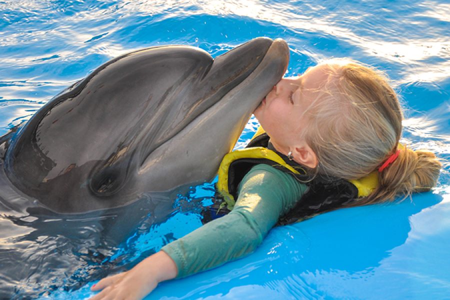 Dolphin Show & Walrus (Option to swim with dolphins)